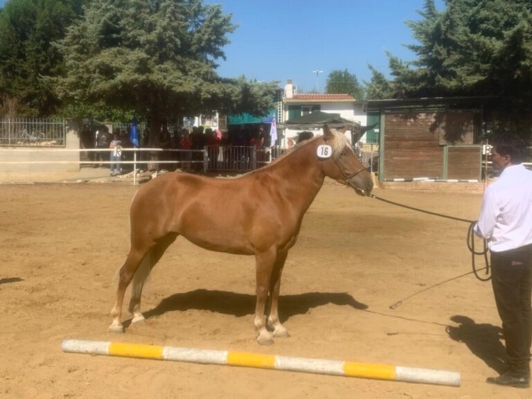Haflinger-15-09-26-1